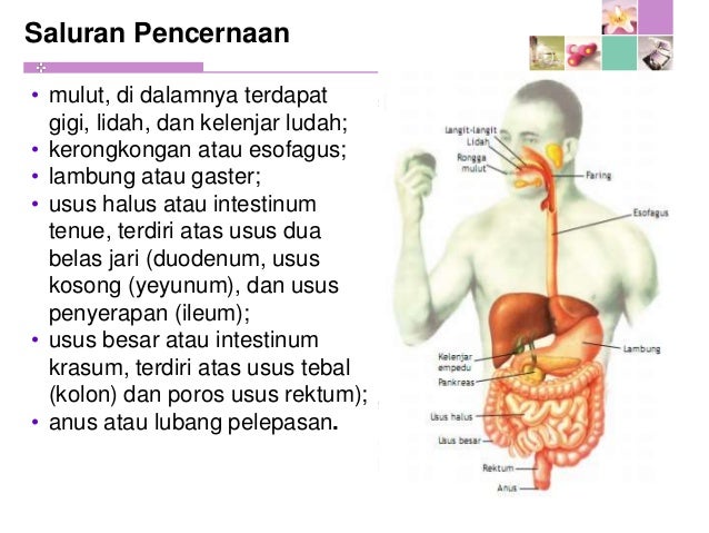Pengertian Pencernaan Mekanik